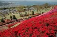 「ふるなび」で、長崎県松浦市のふるさと納税業務代行サービスを開始。直営での業務効率化と魅力発信強化を推進。