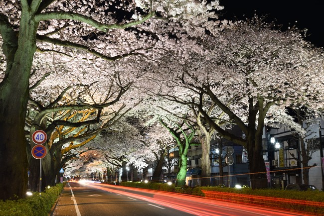 平和通り桜並木のライトアップ