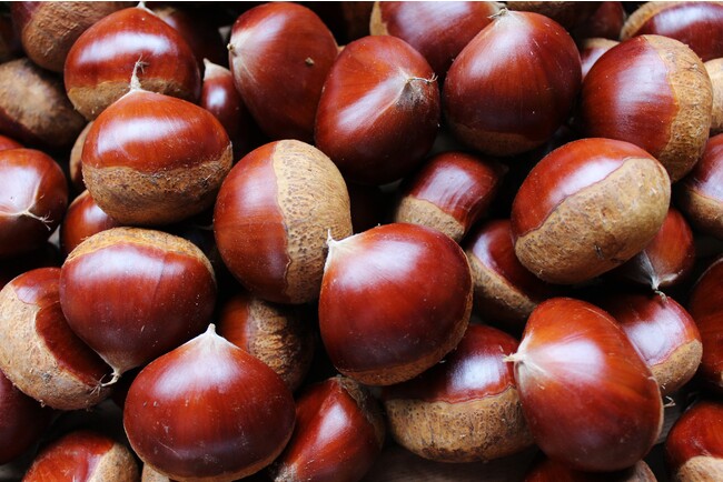 極上の甘さと大きさを誇る京丹波町の丹波くり