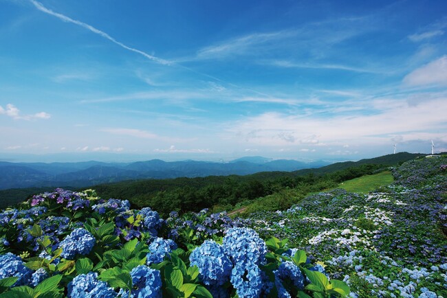 大川原高原の紫陽花