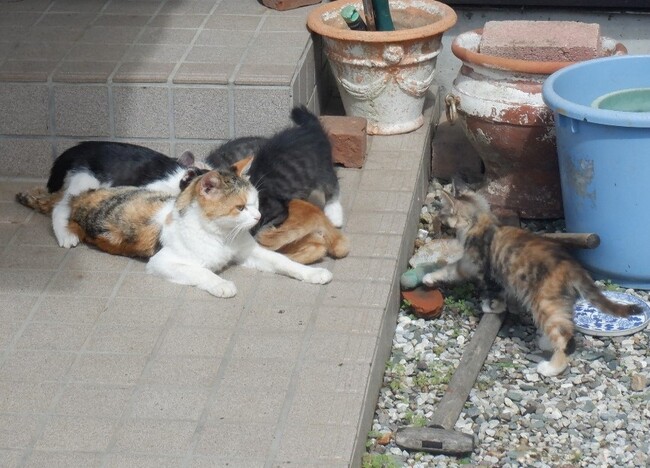 長野県佐久市に生息する猫たち