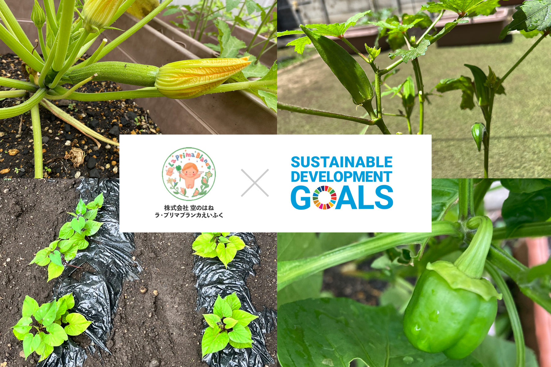 「保育園×SDGs」給食の食べ残しを再利用して、おいしい野菜に！子どもが楽しく貢献する「食品ロス削減」