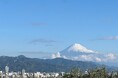 静岡の恵みから生まれた逸品 レモンオリーブオイル「静岡オリーブオイル with Lemon」2025年3月1日発売
