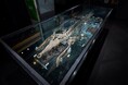 豊中初!50万年の眠りから“国民の宝へ”