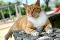 のら猫に避妊・去勢手術を