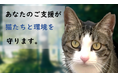のら猫の避妊・去勢手術を支援　ＴＮＲ活動を支えるクラウドファンディング開始