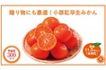 香川県より美味しいみかんを産地直送♪みかんの極み『小原紅早生みかん』をセシールで販売開始！