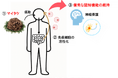 マイタケが認知機能に及ぼす影響に関する研究成果が学術誌 “Journal of Nutritional Science and Vitaminology” に掲載