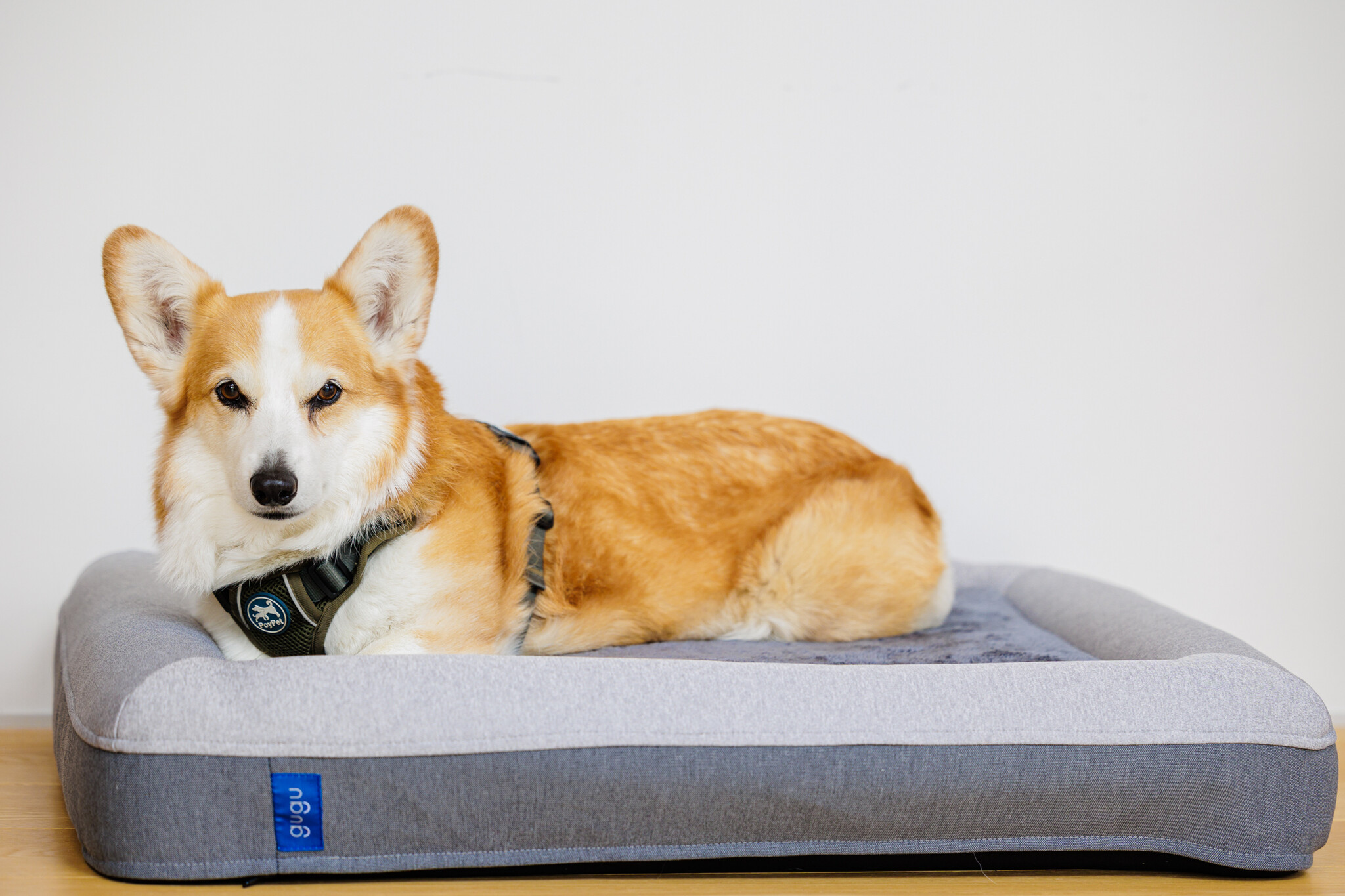 白馬ホテルグループ愛犬と快適にバカンスを過ごせる犬の快眠を考えて作られた犬用マットレスgugu sleep(グーグースリープ)を設置したドッグ