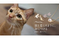 ChooMia（チュミア）、大人のための猫モチーフアクセサリー「Miaou Days」で保護猫支援の取り組みを開始
