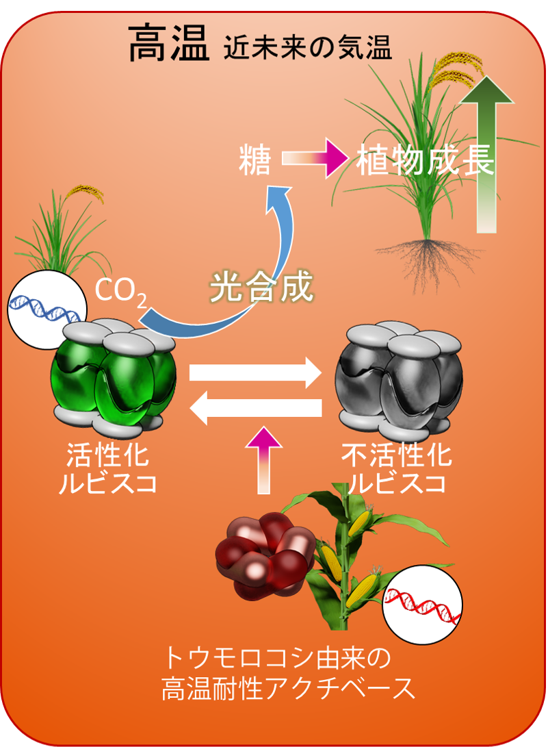 地球温暖化に適応した生産性の高いイネを作り出すことに成功 東京大学のプレスリリース