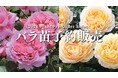あなたのお庭にぴったりのバラがきっと見つかる!500種以上のバラ苗が集結!『2024年度バラ苗予約販売』 好評受付中