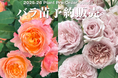 あなたのお庭にぴったりのバラがきっと見つかる！約500種のバラ苗が集結！『2025年度バラ苗予約販売』