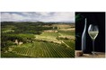 スペインのスパークリングワイン・カバ（CAVA）2021年1～9月出荷数発表  前年比16.45％増　コロナ前の業績まで回復見込み 