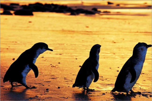「ペンギンパレード」イメージ