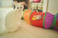 カチタスが「世界猫の日」に合わせて特集記事を公開~住みつないだ平屋で猫と人の心地よい暮らし~