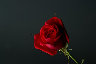 ▲赤いバラで運命のお相手に出会える・・・♡