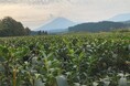 世界初！高機能植物ポリフェノールを豊富に含むシナレンギョウ葉/茎の化粧品応用に成功