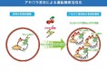 “アセロラ×運動”の相乗効果に期待!ヒトを介してアセロラの抗酸化効果を実証