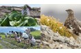 山への恩返しを続けて26年、白馬五竜高山植物園が環境大臣賞を受賞。植物多様保全事業やライチョウ保護増殖事業が評価