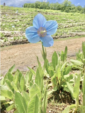 2022年6月28日最初に開花した「ヒマラヤの青いケシ」。”スイス・アルプスヒマラヤエリア”に咲いています。