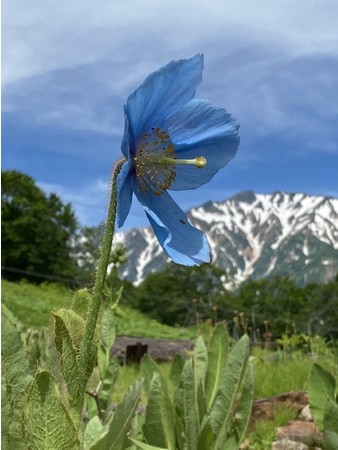 2022年6月28日「ヒマラヤの青いケシ」第一号開花。