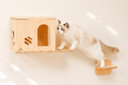 8月8日「世界猫の日」限定！穴あけ不要にゃんウォールやハンモックなど、人気猫用品が24時間限定12％OFFクーポンでお得に