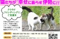 不幸な命をこれ以上増やさないために-伊勢市のTNR活動、猫の不妊去勢手術推進事業への寄附をお願いします