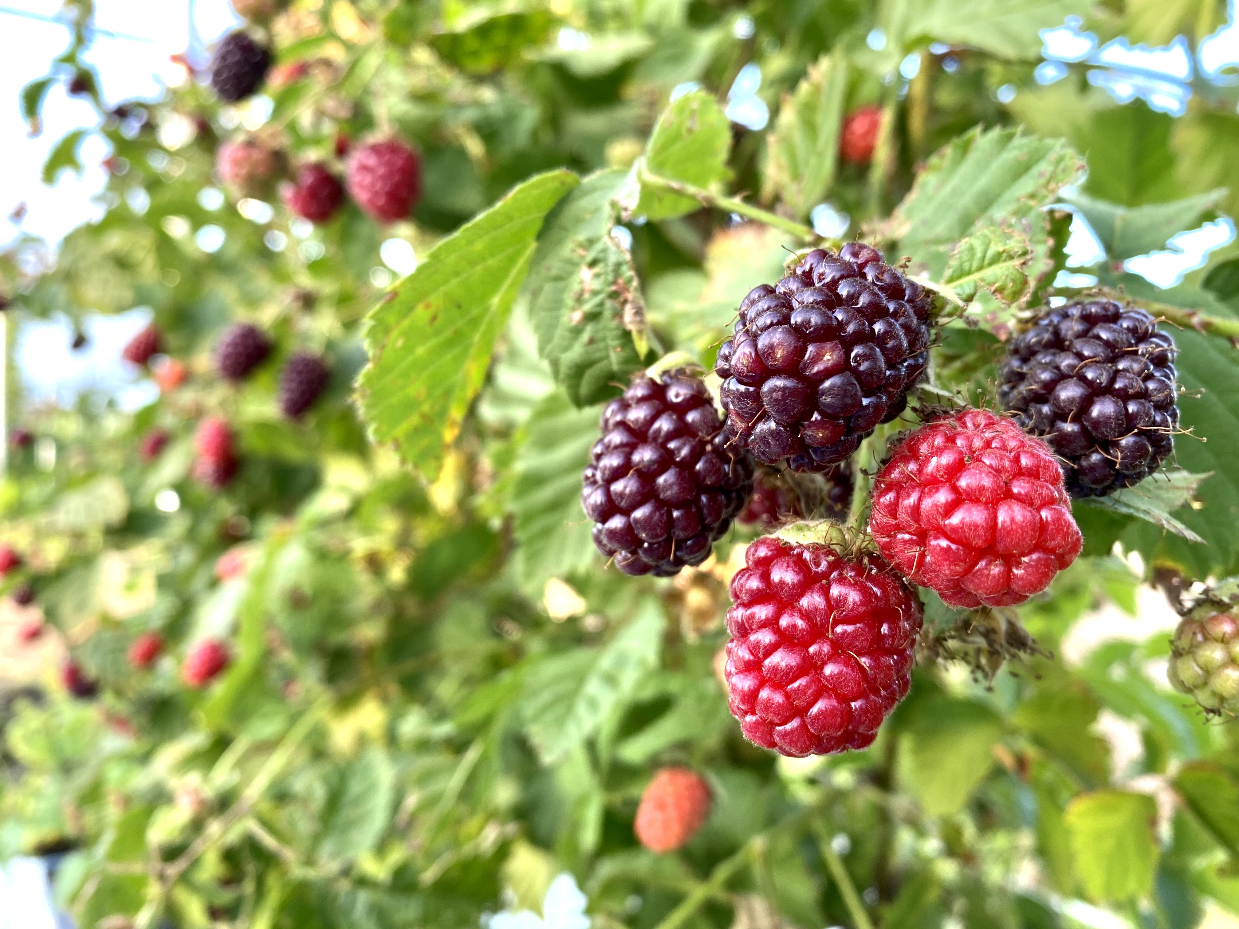 滋賀県高島市産 幻の果実 アドベリー で作ったジャムをmakuake マクアケ にて販売中 株式会社梅久のプレスリリース