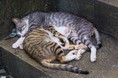 12月締め切りの助成金・補助金「全1283件」のご紹介サービスを始めます！【助成金なう】