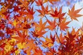 短い秋を満喫しよう!紅葉について大調査!【1000人アンケート】