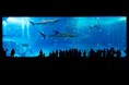 水の生物たちに癒される水族館について調べてみました!【1000人アンケート】