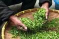 水分補給に欠かせない!お茶ついて調べました!【1000人アンケート】