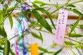 年に1度の七夕、みんなはどう過ごす？願いごとや予定を調査！【1000人アンケート】