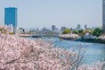 【フォーシーズンズホテル大阪】桜プロモーション 2025「OSAKA SAKURA SENSATION」