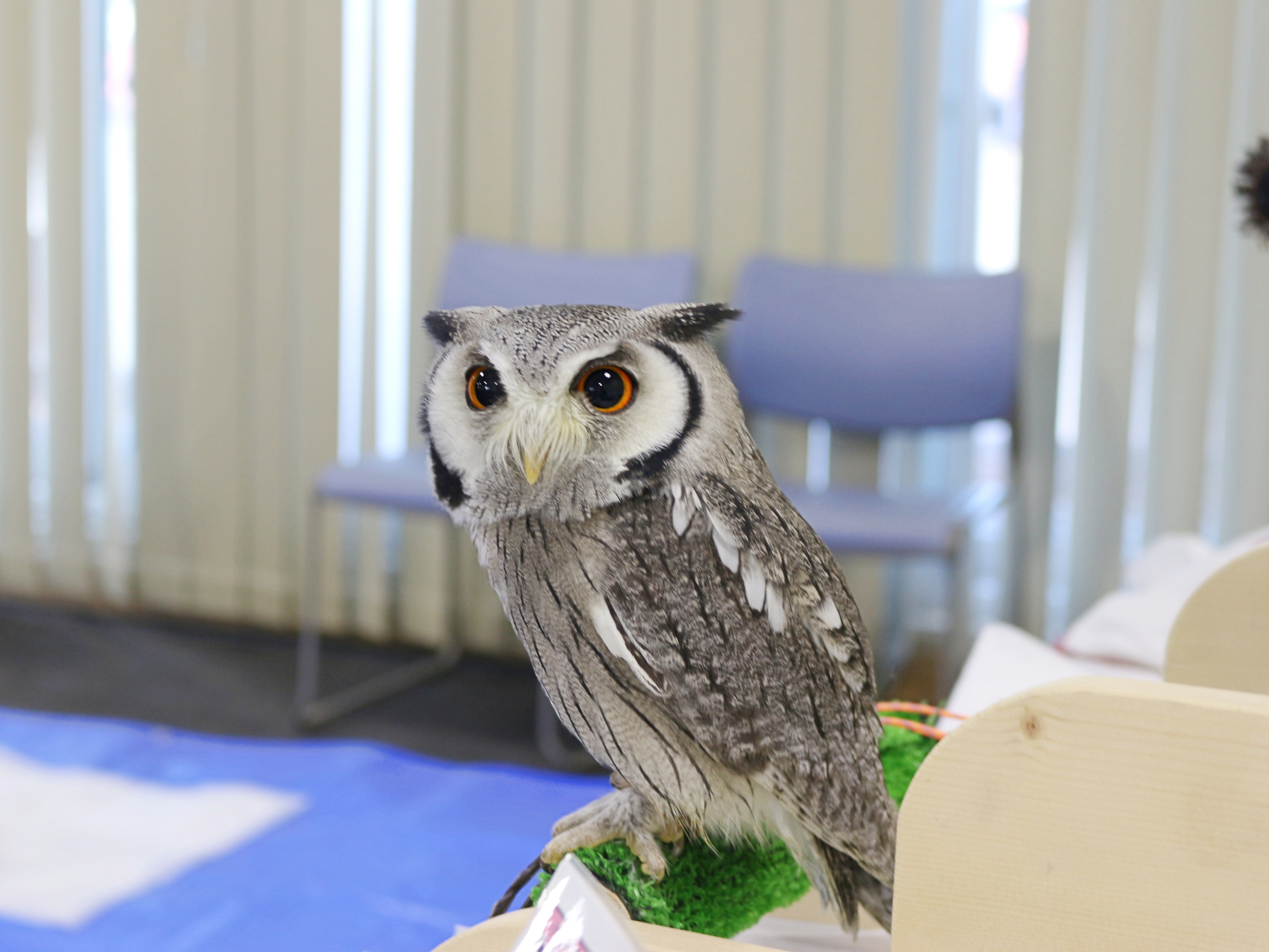 大小のフクロウたちがお出迎え。ヤクルトレディのお仕事説明会に