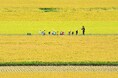 「農っていいね」を写真で発見。第九回「草の日フォトコンテスト」受賞作品を発表