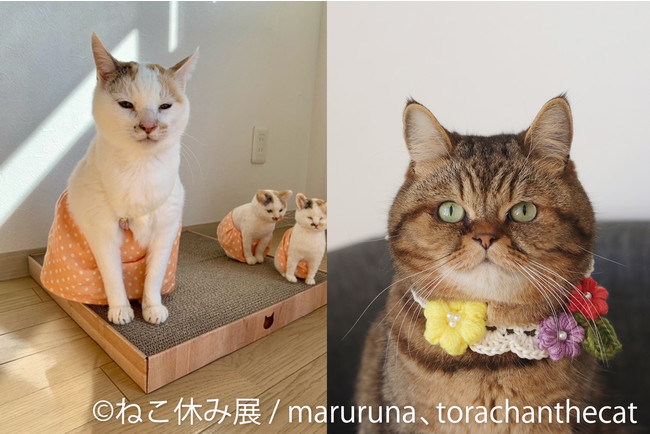 静岡初上陸のスター猫たち