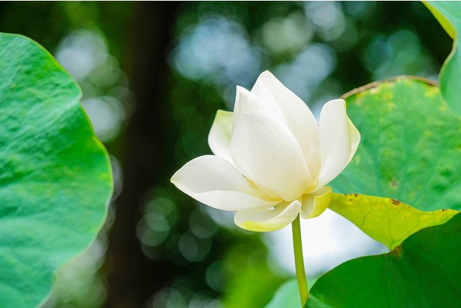 天然蓮の葉の美容成分に着目 韓国発クリーンビューティーブランド The Pure Lotus が日本に本格上陸 迅果商事株式会社のプレスリリース
