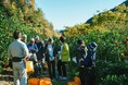 三重県最大のみかん産地、御浜町・紀宝町で4年目の「みかん収穫ワーケーション」開催