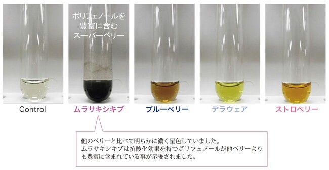 各種ベリーとムラサキシキブとのポリフェノールの比較