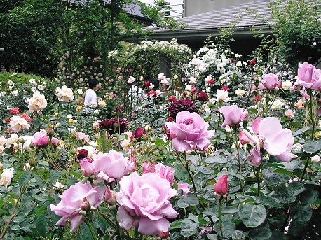 花めぐり の旅は本年２０周年を迎えました クラブツーリズム株式会社のプレスリリース