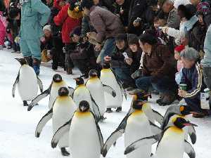 旭山動物園でペンギンのお散歩（積雪状況により中止される場合がございます）