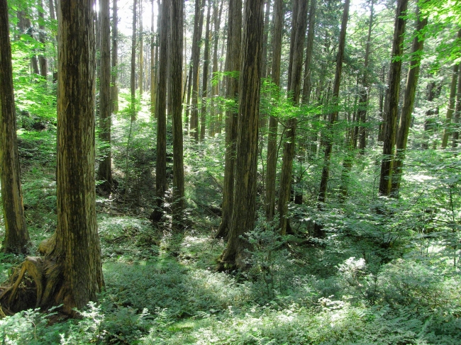 木曽ひのき天然林