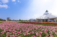 15万輪のゆりが咲く公園で楽しむ一ヶ月:ゆりフェスタ2025