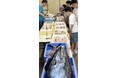 【福井県坂井市】12日の三国港市場　日曜朝市は「一本釣り祭」だぁ