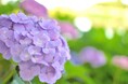 埼玉最大級のスパリゾート「美楽温泉 SPA-HERBS」では6月もイベントが満開!梅雨を吹き飛ばす多彩なスパ体験を