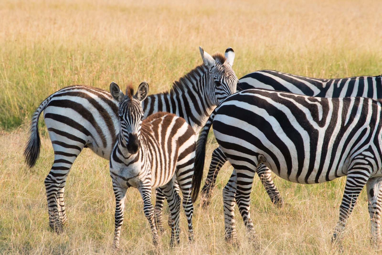 新商品 こころとどむ Shinzi Katohデザインの絶滅危惧種ブロックメモを発売 木野瀬印刷株式会社のプレスリリース
