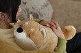 【ぬいぐるみ + 湯たんぽ】大きくてかわいい蓄熱式湯たんぽに新しく猫が登場!