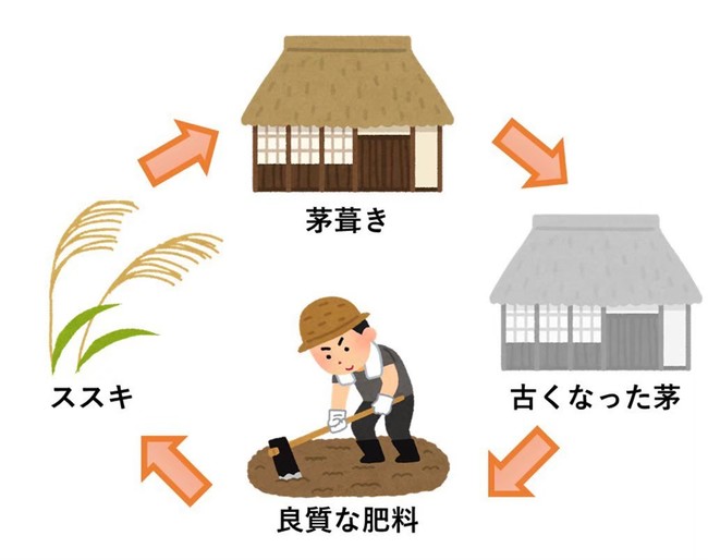 屋根から下ろされた古茅は良質な有機肥料として古くから日本の農家の暮らしの循環を支えてきました。